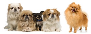 Spitz und Co Spitz und Co